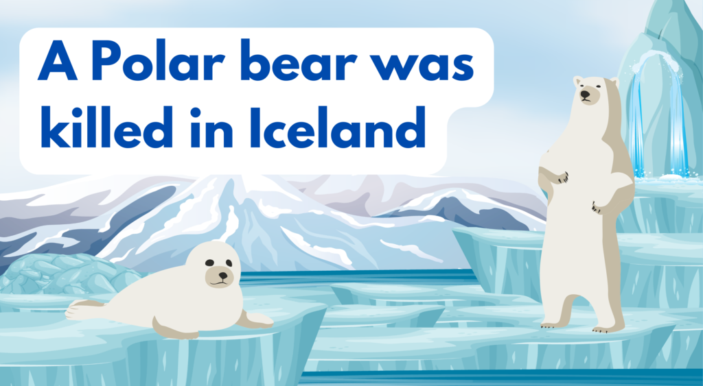 A Polar bear was killed in Island