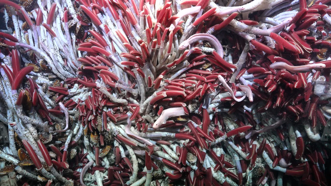 A large cluster of stationary tube worms thrives at the Fava Flow Suburbs a site on the East Pacific Rise